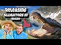 Releasing alligators in idaho