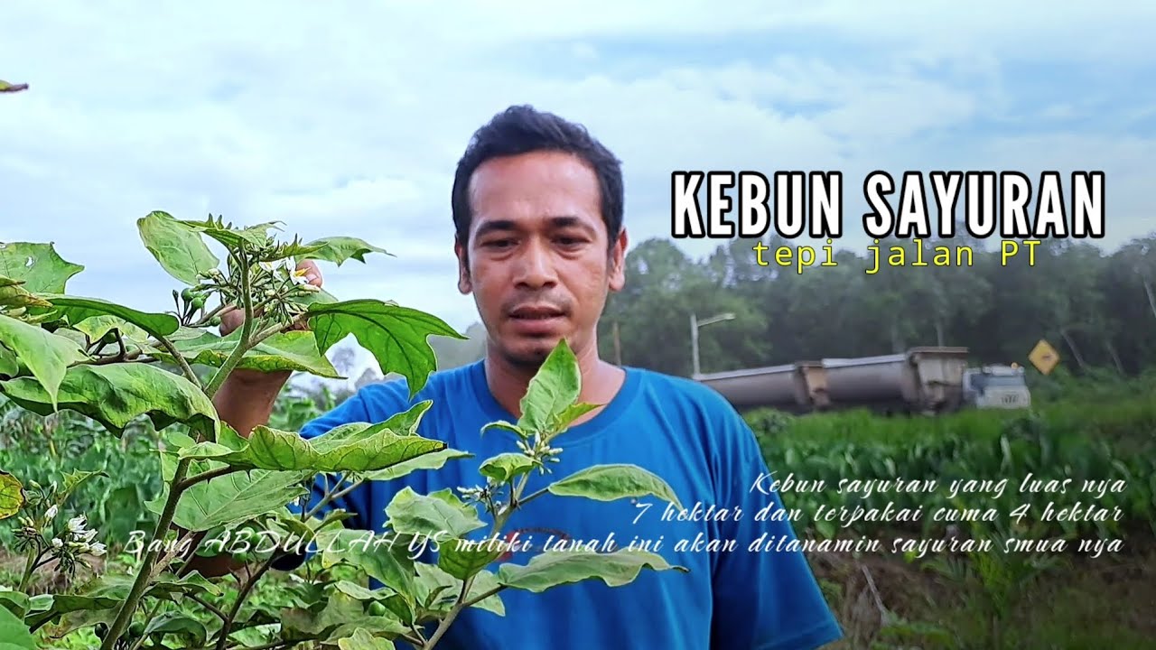 KEBUN SAYURAN tepi jalan PT | Aceh Barat