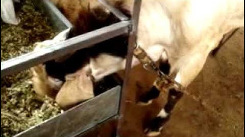 Sequence 1 MPEG 4   Webcasting 1