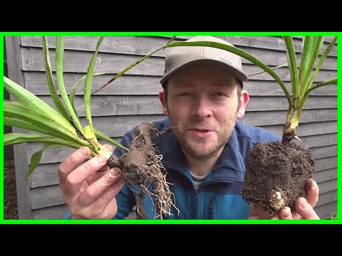 Video: Yucca Plant Pod Info - Nhân giống Hạt giống trên Yucca