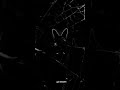 AMOK SUPER SLOWED #avee_player #funk #bass #phonk #bassboosted #phonkmusic #slowedandreverb #slowed
