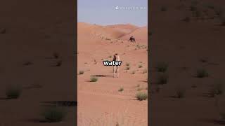 Top 5 Animals That Can Handle Extreme Heat! #shorts