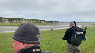 Brown Bear Safaris are SO peaceful by Grizzly Alaska 412 views 1 year ago 1 minute, 15 seconds