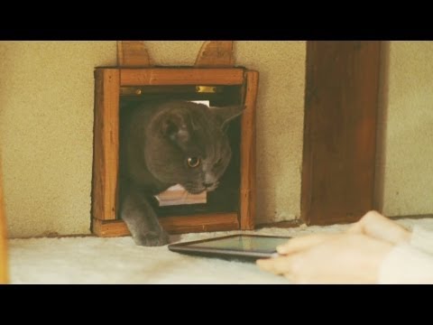 Nexus 7: Cat - YouTube