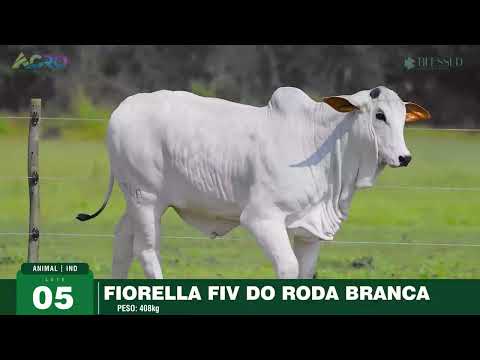 Lote 05