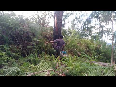 Video: Imitasi Kayu (89 Foto): Papan Larch Dan Pinus, Dicat Dan Direkatkan, Opsi Lain. Apa Perbedaan Dari Lapisan? Varietas Dan Kelas