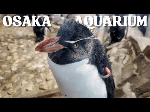 Is the Osaka