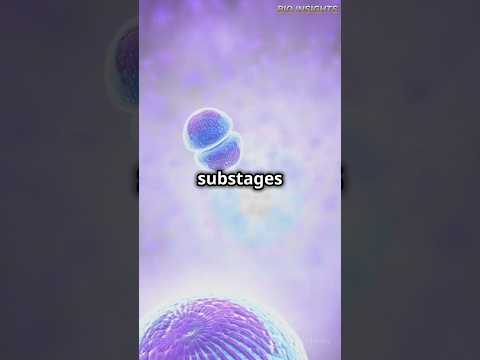 Five Substages of