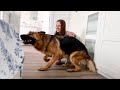 German Shepherd meets his human mom in the morning