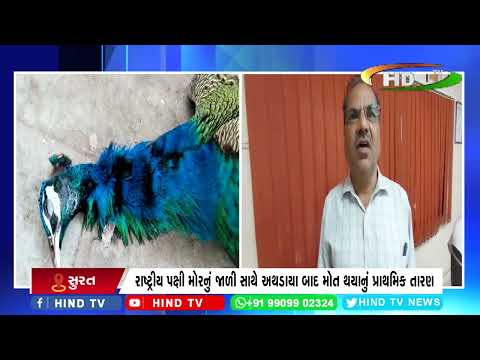 સુરત સિવિલ હોસ્પિટલ ખાતે મૃત હાલતમાં મોર મળી આવ્યો