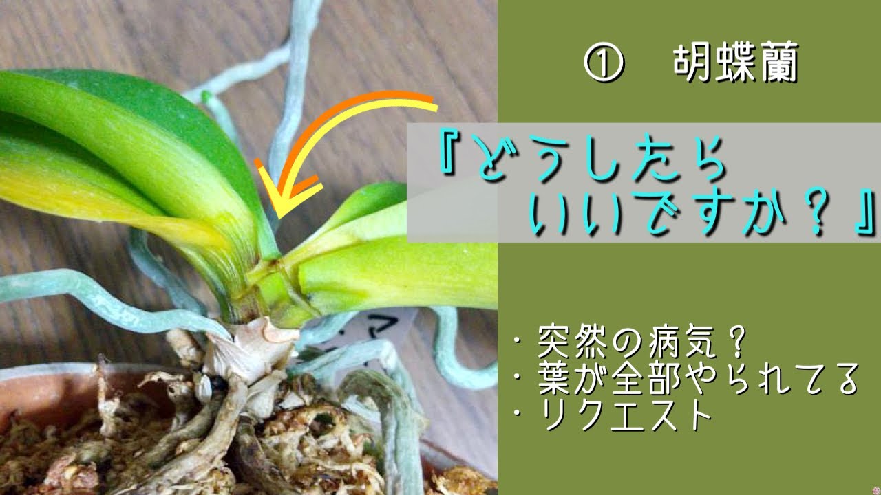 2023年10月12日　胡蝶蘭　①突然、全部の葉に異変が…🌿　黄色くなって取れてしまう状態！　対処の仕方　相談リクエスト
