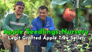 Apple Seedlings Nursery - Legit Grafted Apple Tree