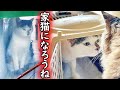 【保護猫】野良猫失格と言われた猫を引き取ったら、909日目に完全家猫になりました。