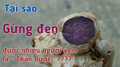 Những tác dụng kỳ diệu của " Thần dược " Gừng đen . @phan lâm Vlog