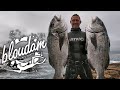 Scary crazy and amazing  mussel cracker spearfishing at mosselbay point