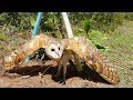 Best Bird Trap Using Perch Snare Trap With PVC - How to make Barn Owl bird trap work 100%