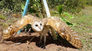 Best Bird Trap Using Perch Snare Trap With Pvc - How To Make Barn Owl Bird Trap Work 100%