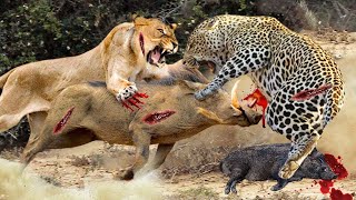OMG! A Lion And A Leopard Team Up To Attack A Family Of Warthog- Leopards Attack Lions