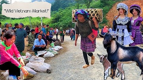 Khám Phá Chợ Cốc Ly – Lợn Cắp Nách, Dê Núi & Thảo Dược Núi Rừng Bắc Hà | Vietnam Market