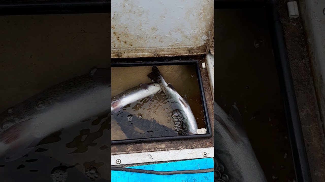 Filling up my livewell! 