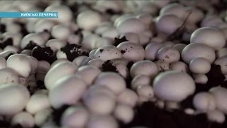 Как выбрать свежие шампиньоны | Ранок з Україною Как выбрать свежие шампиньоны | Ранок з Україною