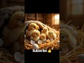 wow beautiful baby chicks