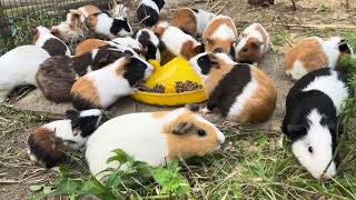 Dog And Guinea Pig In The Same Place