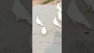 Charche Lyrics Church Mewati Jakhokariya Saad