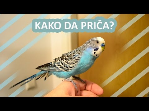 Video: Kako Naučiti Papagaja Da Govori