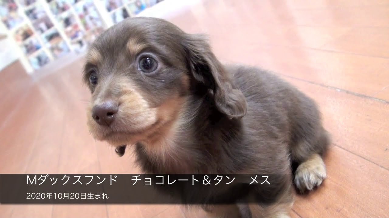 Mダックスフンド チョコレート タン メス 年10月日生まれ Youtube