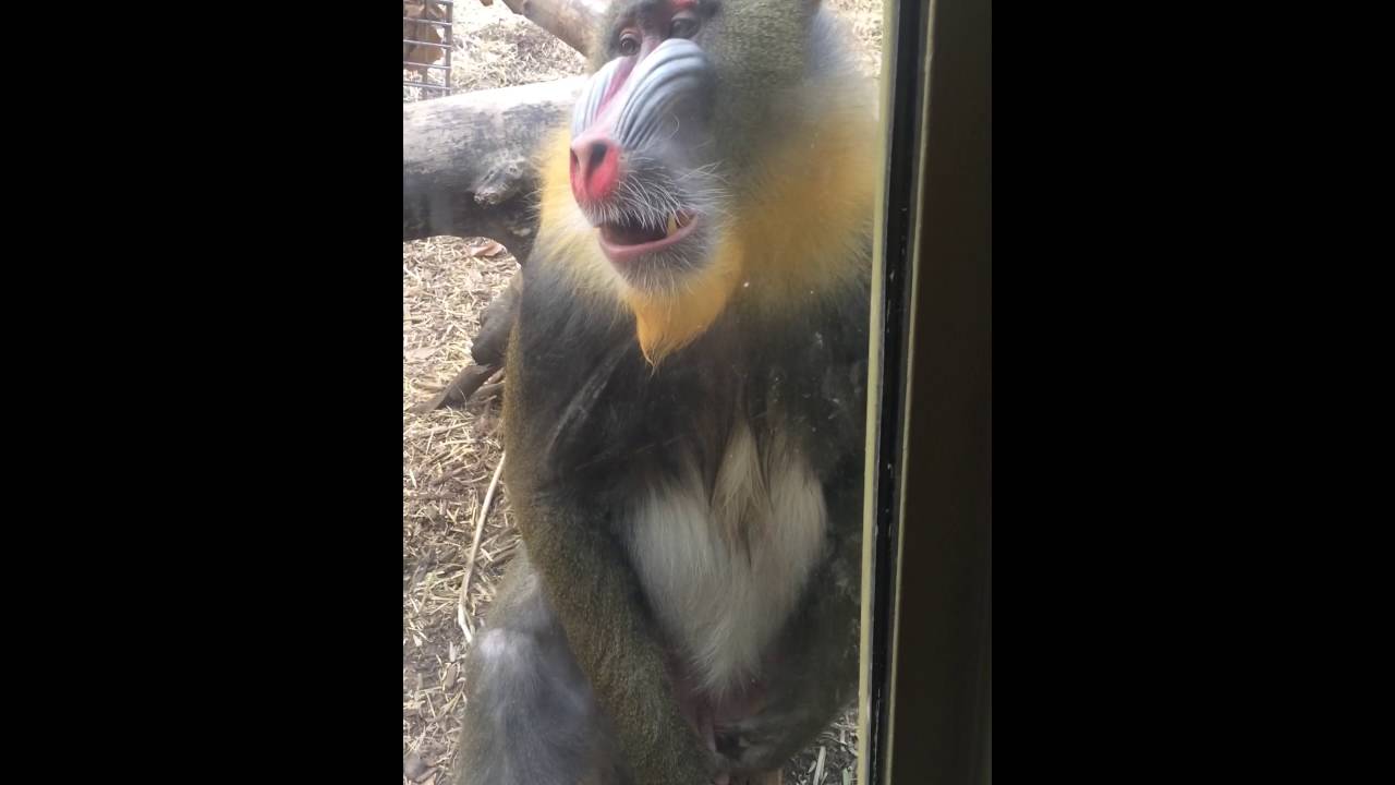 Monkey touching himself YouTube