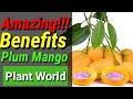 🔴 Plum Mango fruit • The Amazing benefits of plum mango fruit || plant world
