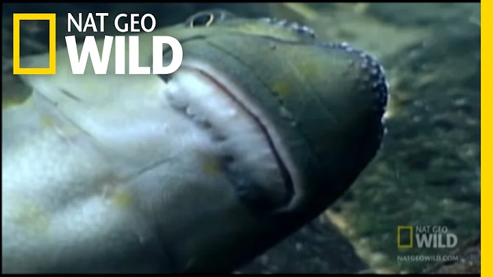 Hippo Day Spa | Nat Geo Wild