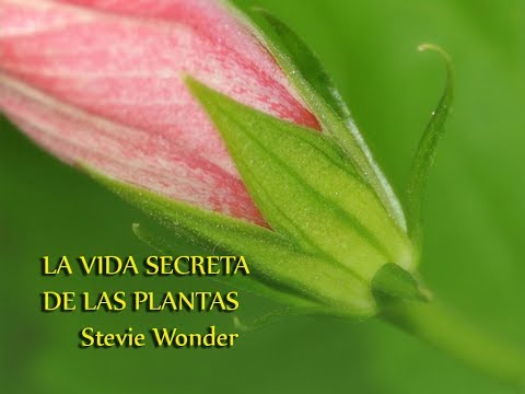 LA VIDA SECRETA DE LAS PLANTAS Stevie Wonder