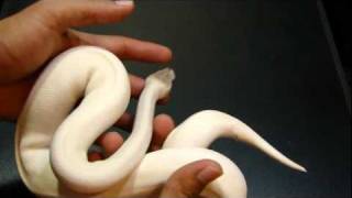 Famous Female Super Mojave Net Worth