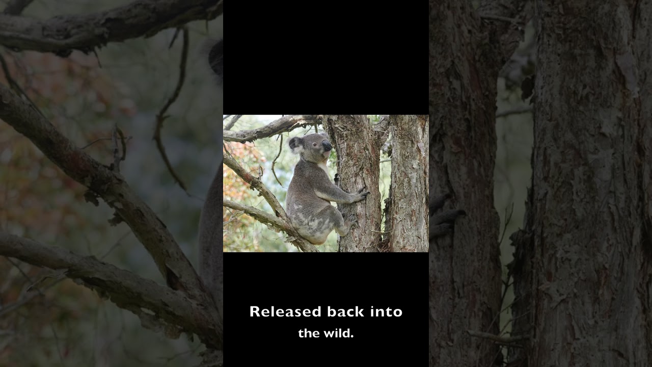 Wild Koala Photography. And the Koala’s Story ! 