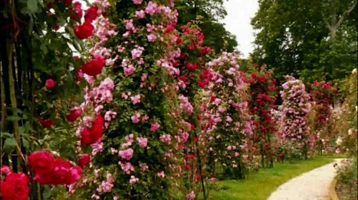 LA GALANTE THE SOUL OF RIGA (10 - INFO) INESSA GALANTE - Roses for a rose (rose gardens)