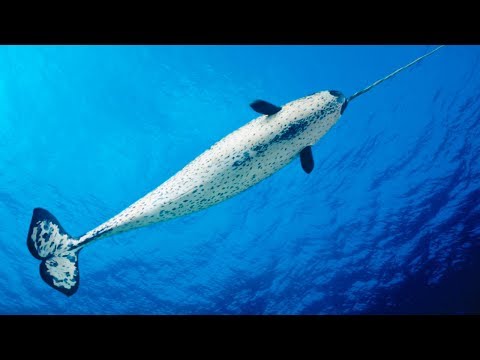 why-do-narwhal’s-have-a-‘unicorn’-horn?