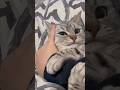【猫動画】猫に愛情を注ぎ続けた結果こうなりました‼︎#shorts