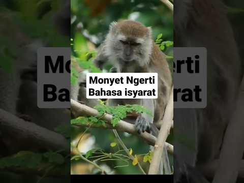 Video: Apa itu sistem panggilan primata?