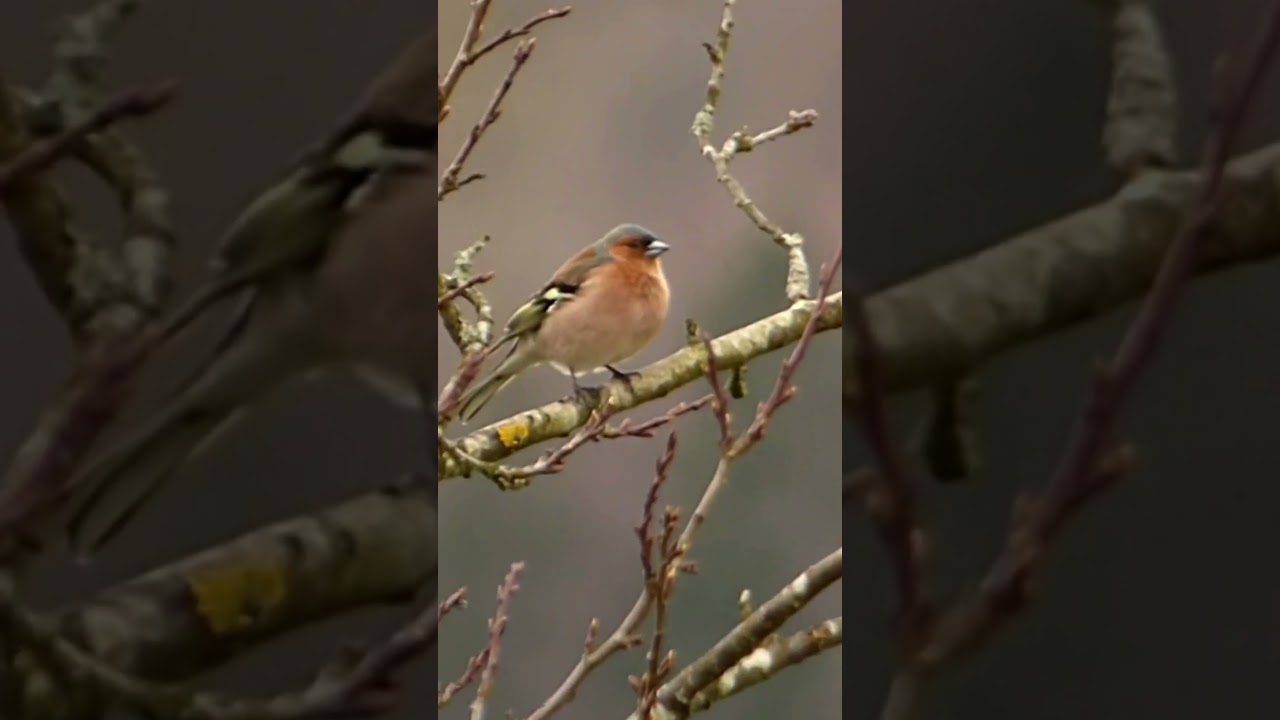 Beautiful Male Chaffinch 