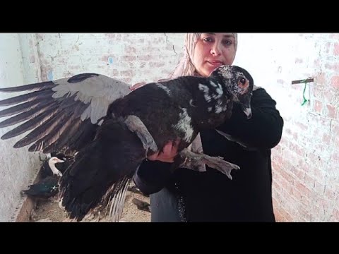 ازاي نعرف البطه هتبيض وأول ظهور علامات البيض عليها