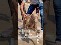Kolhapur dog race 🚀😱 || kolhapur dog racing / dog race maharashtra || #shorts #arfyads
