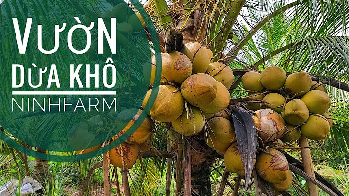 Đi thăm vườn dừa dâu siêu trái 5 năm tuổi của Ninh farm