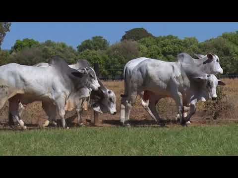 BATERIA 10 | 41º MEGA LEILÃO ANUAL CARPA - TOUROS