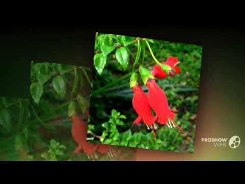 Βίντεο: Mitraria Coccinea Πληροφορίες - Πώς να Καλλιεργήσετε Φυτά λουλουδιών Mitre
