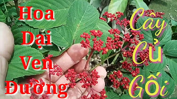 Hoa dại ven đường - Cây Củ Gối và Công dụng tuyệt vời.204.