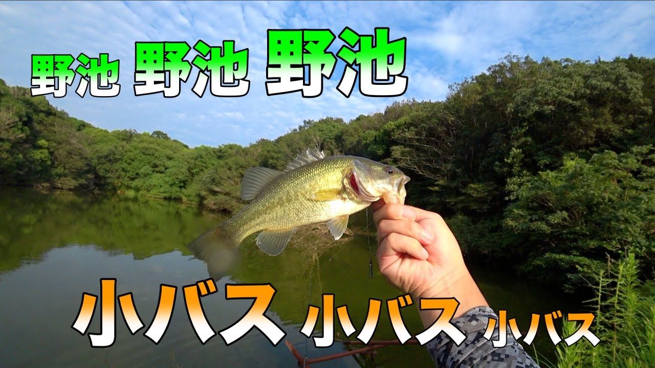 野池で子バスと戯れる そんなクソ動画です Youtube