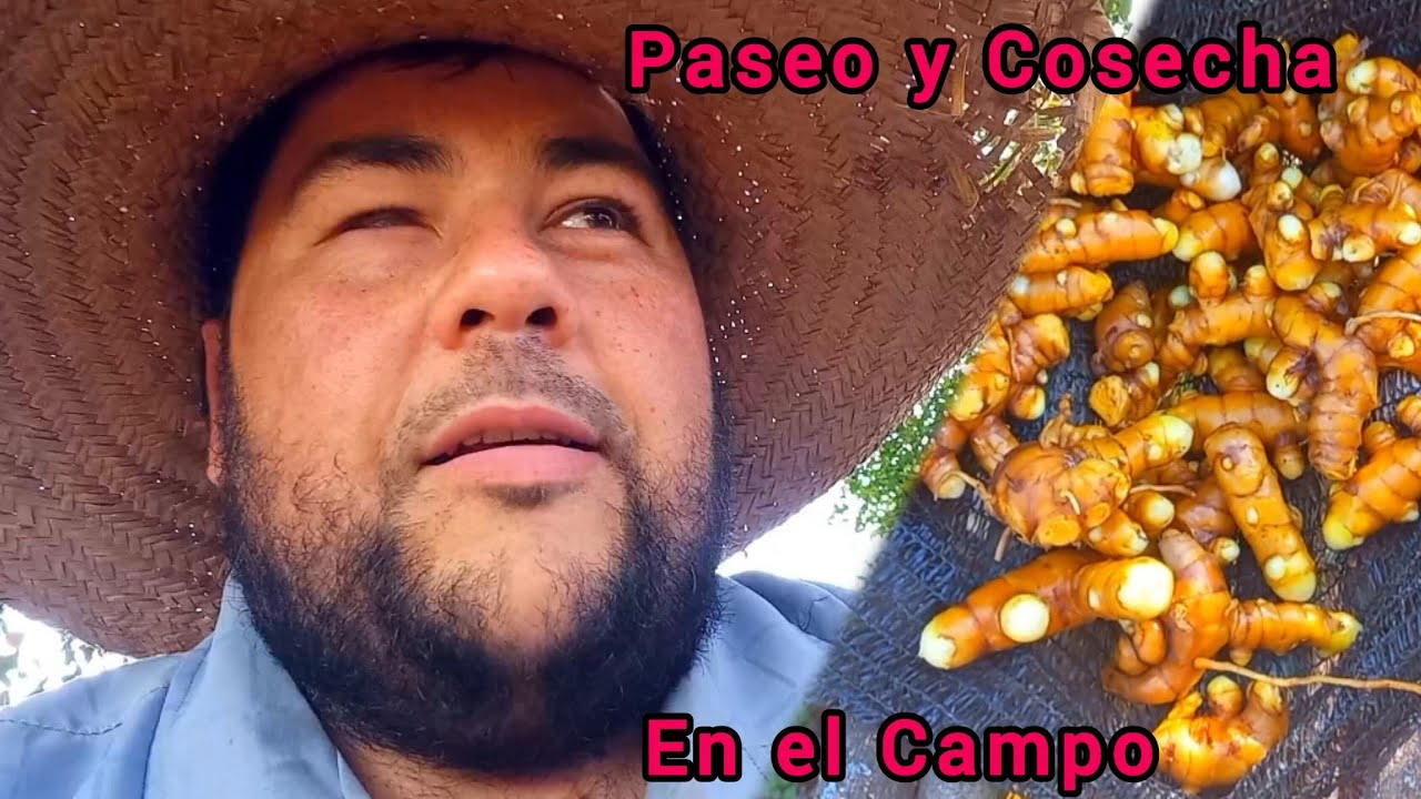 Cosechamos Cúrcuma 🫚 Limones y Naranjas🍊  paseo, trabajo y cosechas en la chacra