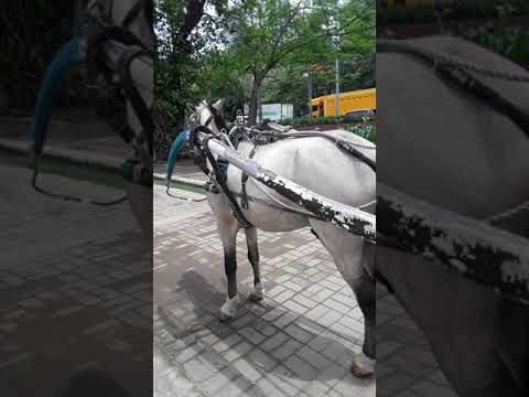 Chariot Kalesa In Manila Still Running 